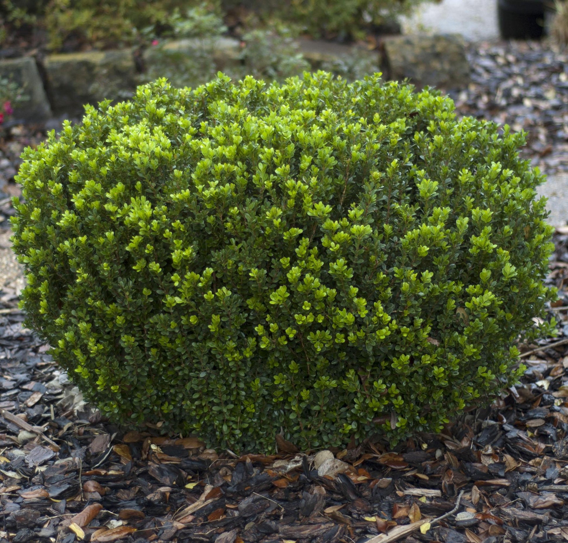 E66 Buxus Baby Gem Ball - View 3 from www redcrocus com