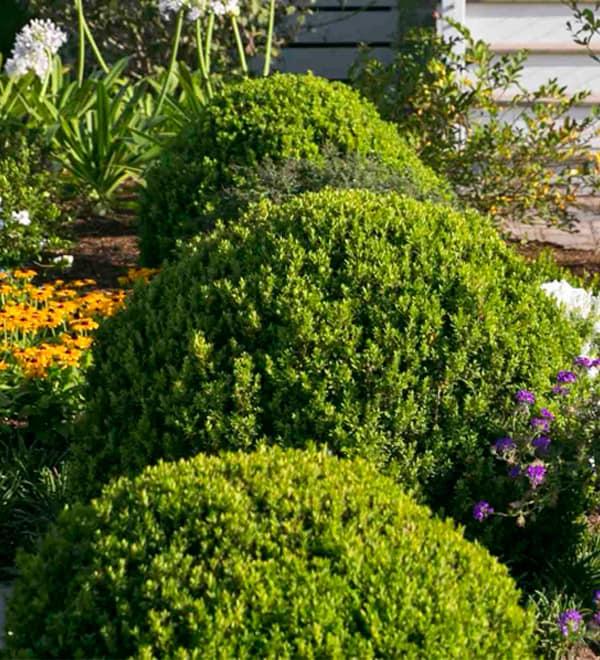 E66 Buxus Baby Gem Ball - View 4 from www redcrocus com