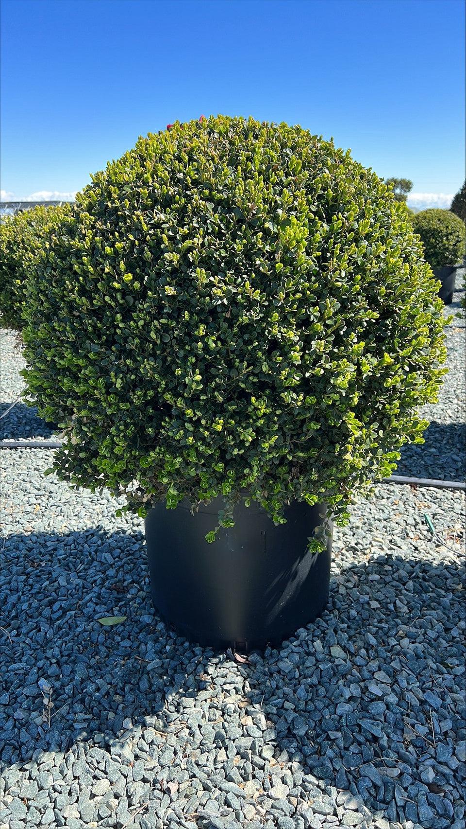 E66 Buxus Baby Gem Ball - View 5 from www redcrocus com
