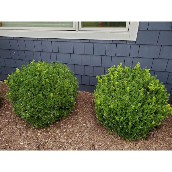 E66 Buxus Baby Gem Ball - View 7 from www redcrocus com