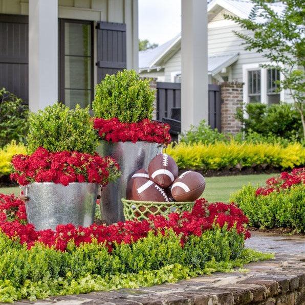 E66 Buxus Baby Gem Ball - View 8 from www redcrocus com