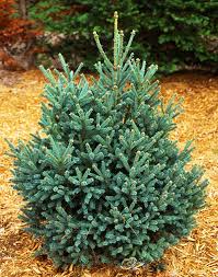 RedCrocus Blue Teardrop Black Spruce (Picea mariana) – Dwarf Blue-Needled Evergreen, Naturally Teardrop Form, Cold-Hardy Zones 2–6 – Live Landscape Accent  6 Gallon Nursery Pot