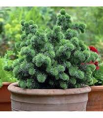 RedCrocus Blue Teardrop Black Spruce (Picea mariana) – Dwarf Blue-Needled Evergreen, Naturally Teardrop Form, Cold-Hardy Zones 2–6 – Live Landscape Accent  6 Gallon Nursery Pot