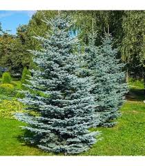 RedCrocus Blue Teardrop Black Spruce (Picea mariana) – Dwarf Blue-Needled Evergreen, Naturally Teardrop Form, Cold-Hardy Zones 2–6 – Live Landscape Accent  6 Gallon Nursery Pot