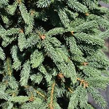 RedCrocus Blue Teardrop Black Spruce (Picea mariana) – Dwarf Blue-Needled Evergreen, Naturally Teardrop Form, Cold-Hardy Zones 2–6 – Live Landscape Accent  6 Gallon Nursery Pot