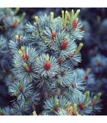 RedCrocus Blue Teardrop Black Spruce (Picea mariana) – Dwarf Blue-Needled Evergreen, Naturally Teardrop Form, Cold-Hardy Zones 2–6 – Live Landscape Accent  6 Gallon Nursery Pot