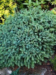 RedCrocus Blue Teardrop Black Spruce (Picea mariana) – Dwarf Blue-Needled Evergreen, Naturally Teardrop Form, Cold-Hardy Zones 2–6 – Live Landscape Accent  6 Gallon Nursery Pot