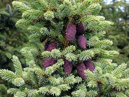 RedCrocus Blue Teardrop Black Spruce (Picea mariana) – Dwarf Blue-Needled Evergreen, Naturally Teardrop Form, Cold-Hardy Zones 2–6 – Live Landscape Accent  6 Gallon Nursery Pot