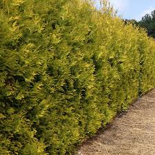 RedCrocus Thuja Yellow Ribbon Arborvitae Live Plant - Golden Columnar Evergreen for Hedges & Foundations, Cold-Hardy, Low Maintenance  2 Gallon Nursery Pot