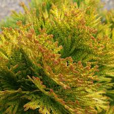 RedCrocus Thuja Yellow Ribbon Arborvitae Live Plant - Golden Columnar Evergreen for Hedges & Foundations, Cold-Hardy, Low Maintenance  2 Gallon Nursery Pot