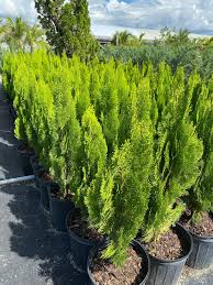 RedCrocus Thuja Yellow Ribbon Arborvitae Live Plant - Golden Columnar Evergreen for Hedges & Foundations, Cold-Hardy, Low Maintenance  2 Gallon Nursery Pot