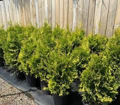 RedCrocus Thuja Yellow Ribbon Arborvitae Live Plant - Golden Columnar Evergreen for Hedges & Foundations, Cold-Hardy, Low Maintenance  2 Gallon Nursery Pot