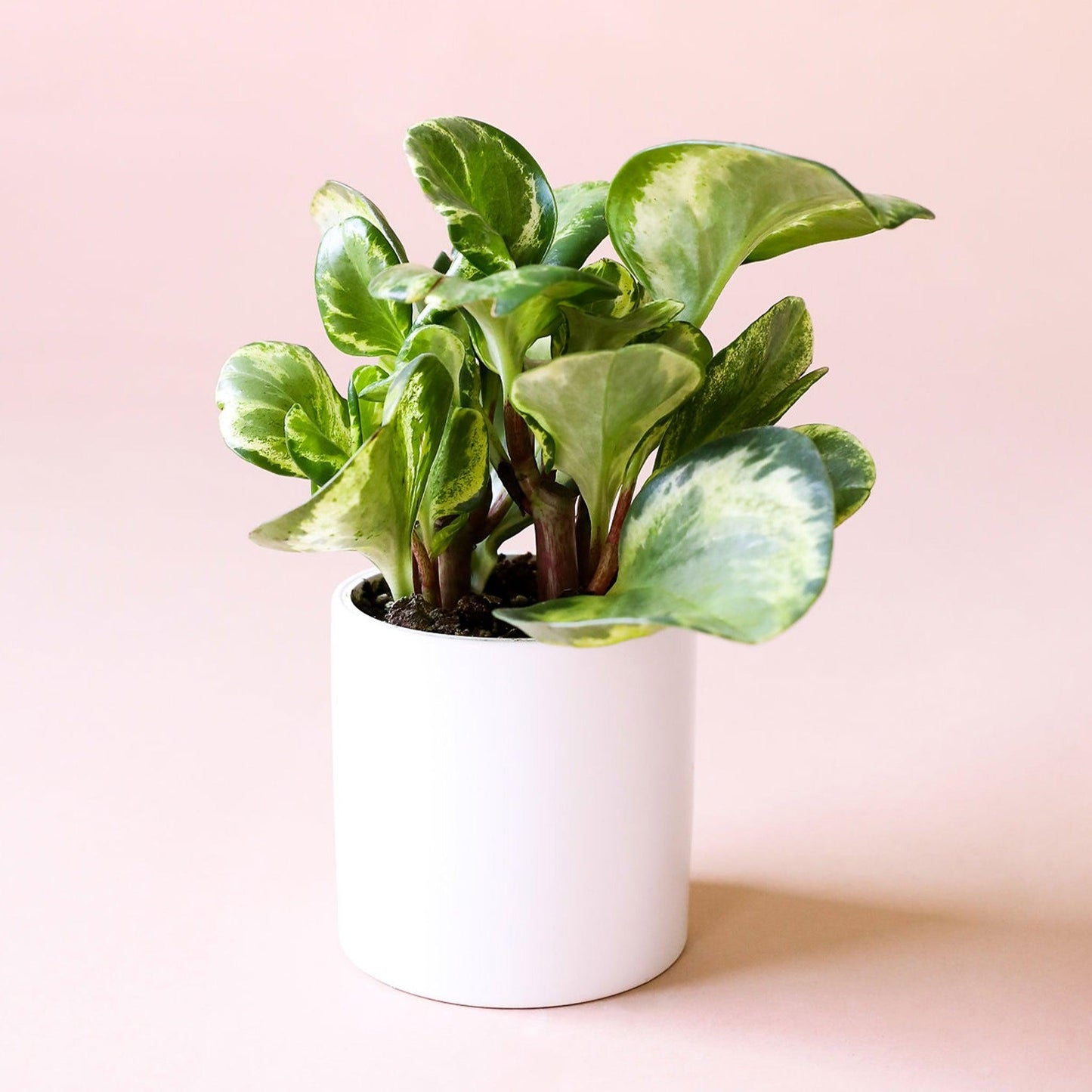 Fc3 Peperomia Marble - View 10 from www redcrocus com