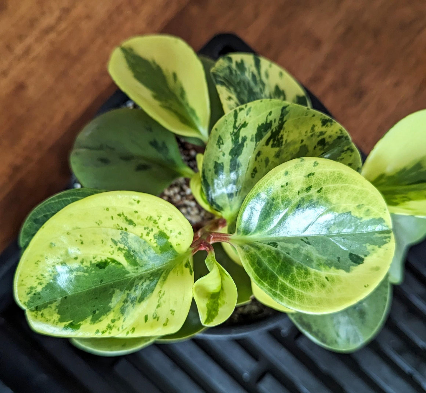 Fc3 Peperomia Marble - View 11 from www redcrocus com