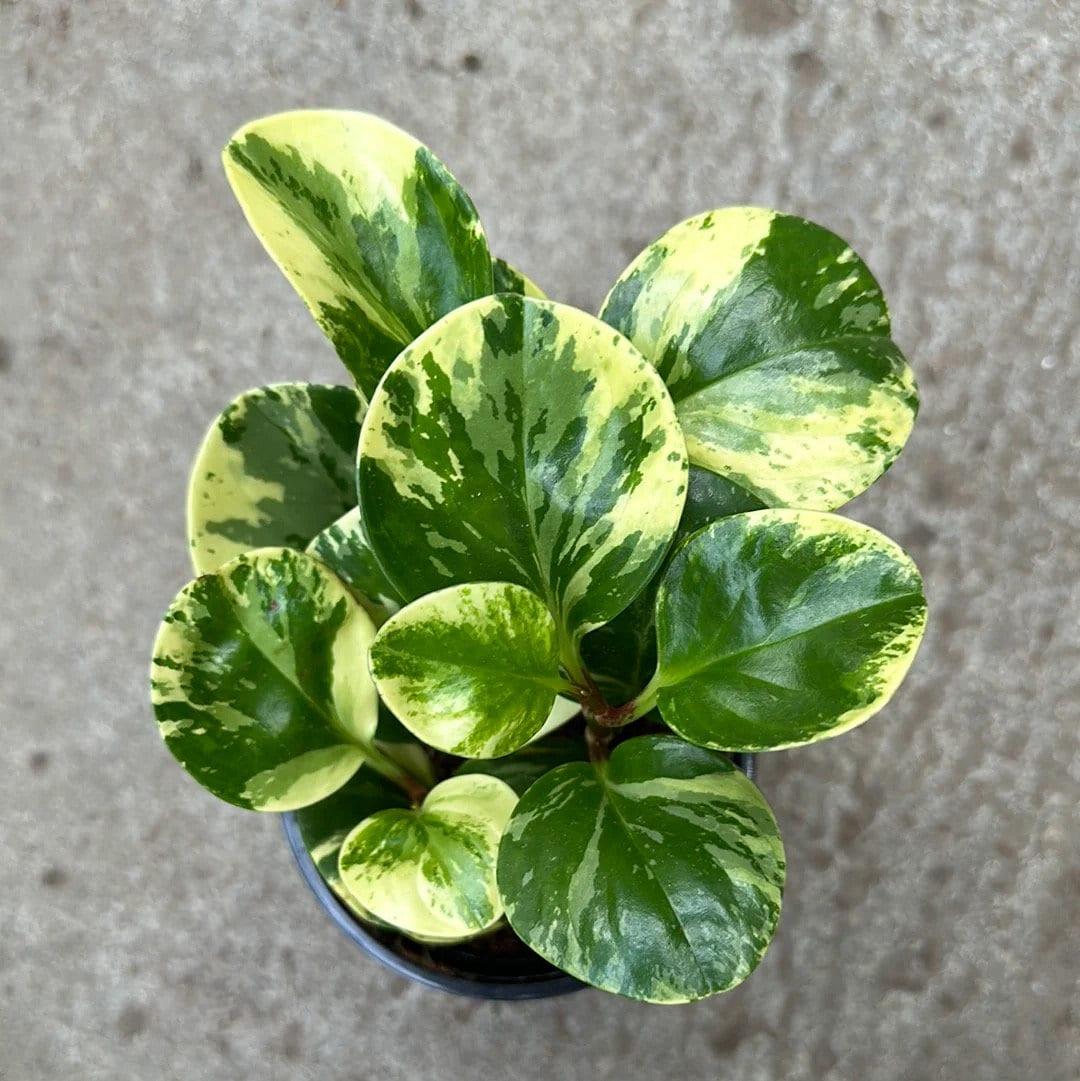 Fc3 Peperomia Marble - View 13 from www redcrocus com