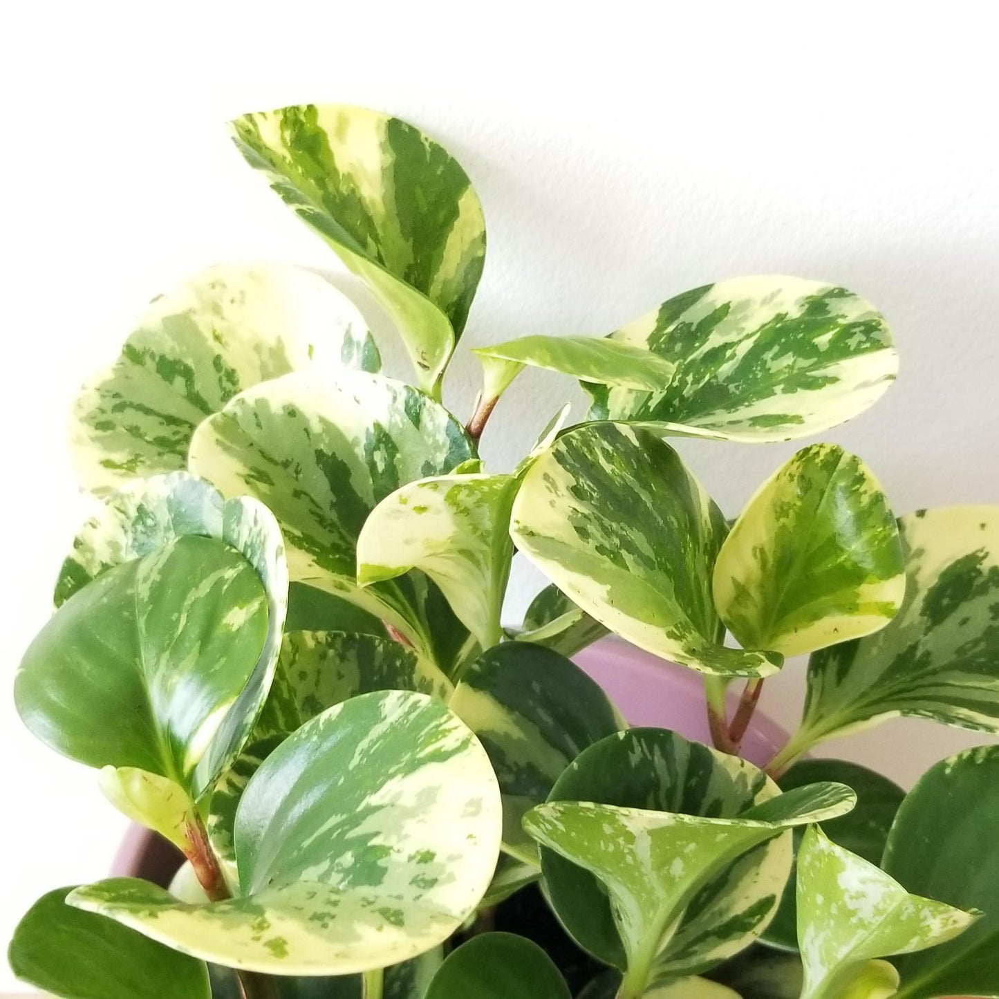 Fc3 Peperomia Marble - View 17 from www redcrocus com