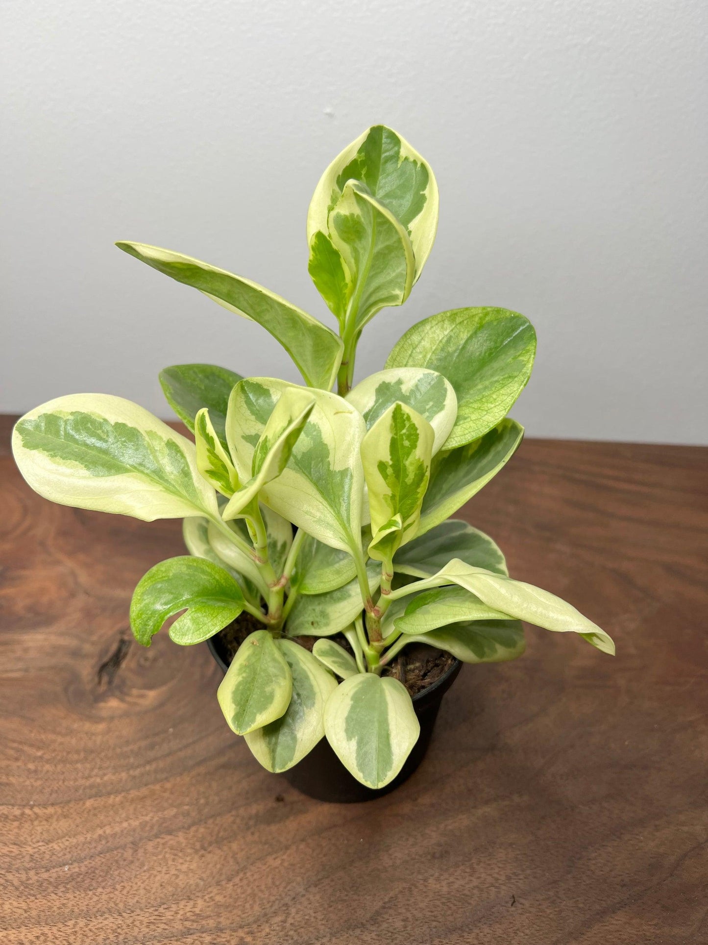 Fc3 Peperomia Marble - View 18 from www redcrocus com