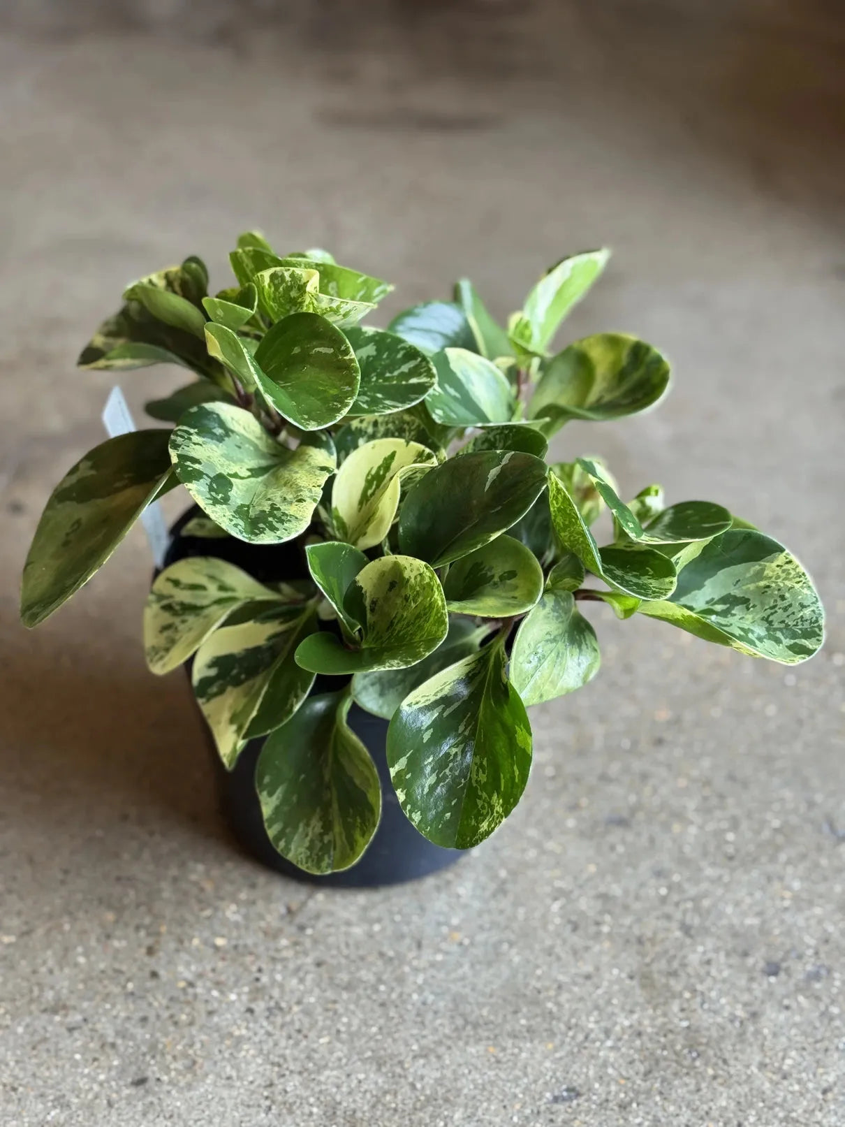 Fc3 Peperomia Marble - View 19 from www redcrocus com
