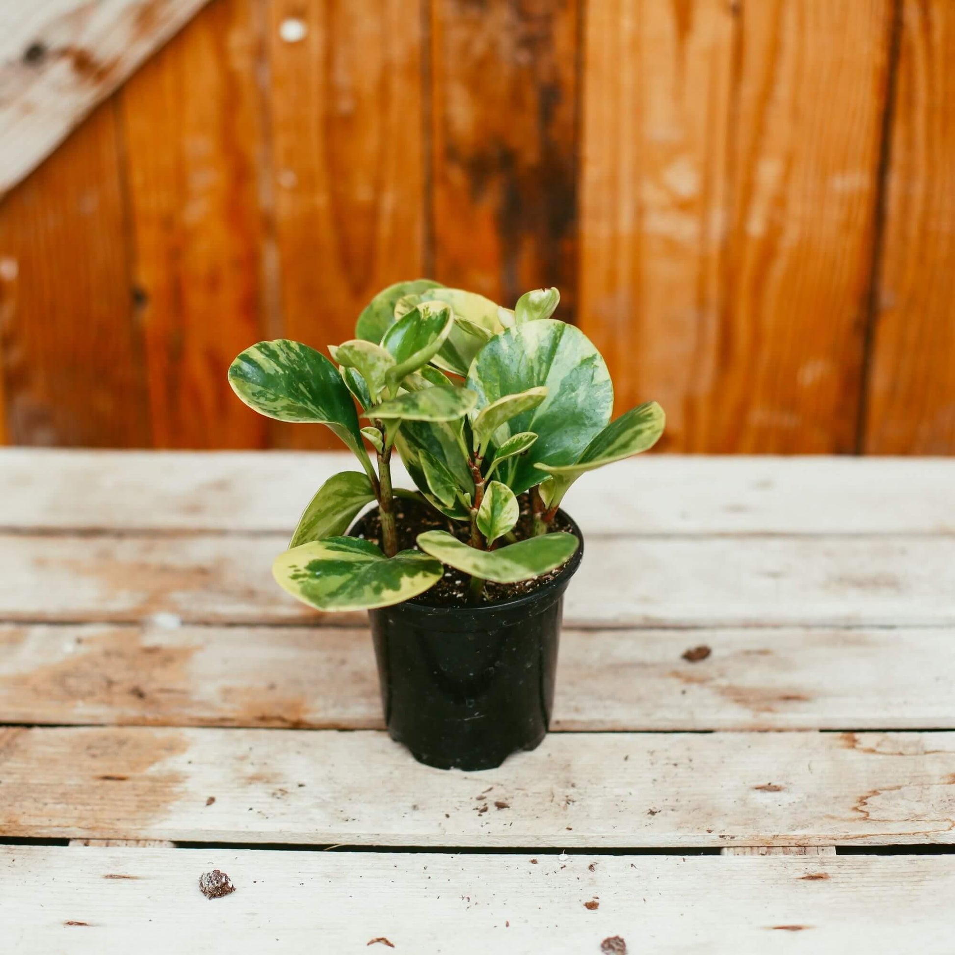 Fc3 Peperomia Marble - View 1 from www redcrocus com