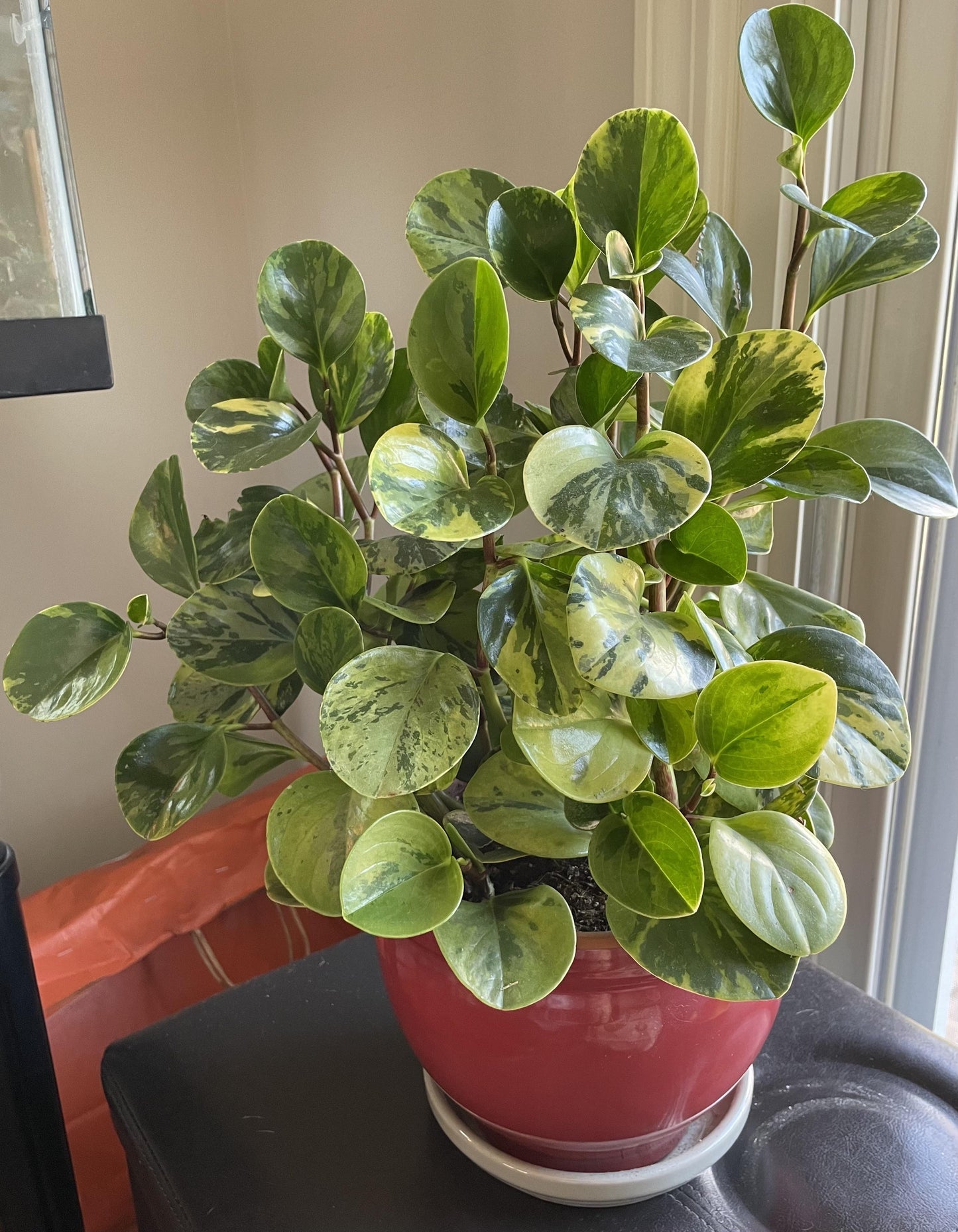 Fc3 Peperomia Marble - View 23 from www redcrocus com