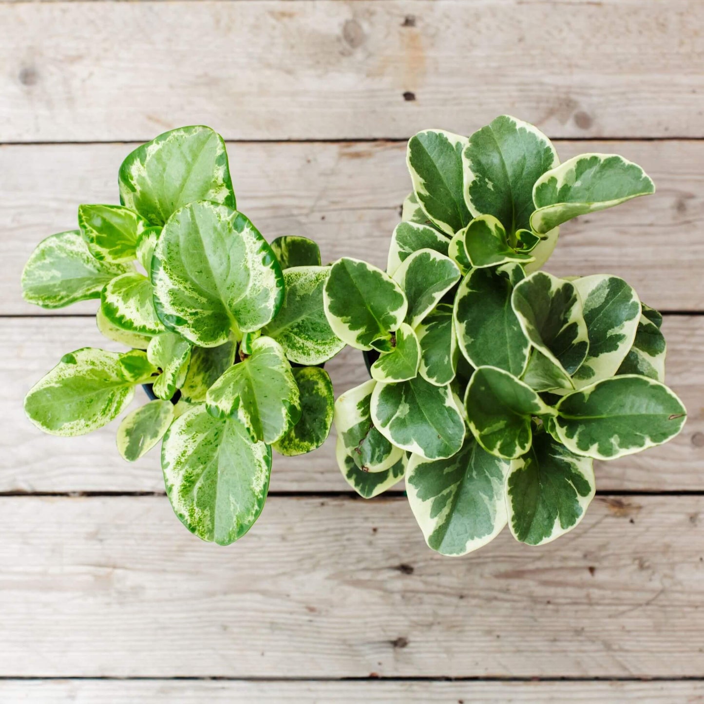 Fc3 Peperomia Marble - View 24 from www redcrocus com