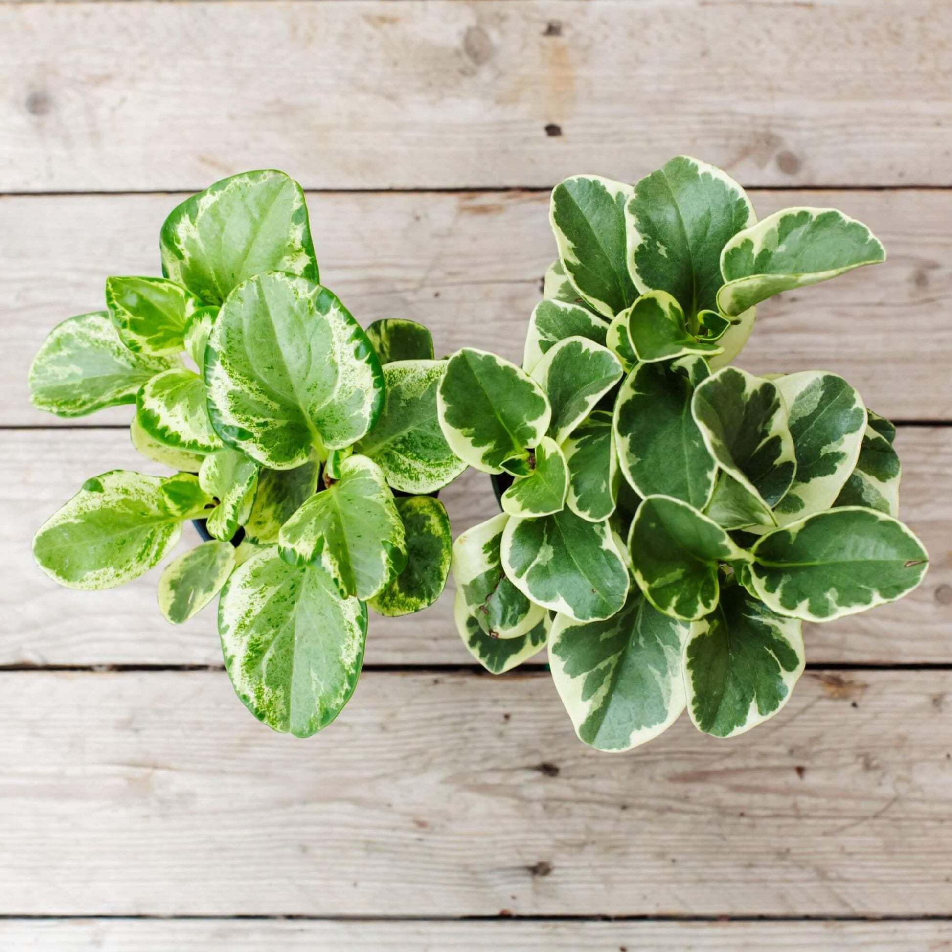 Fc3 Peperomia Marble - View 24 from www redcrocus com