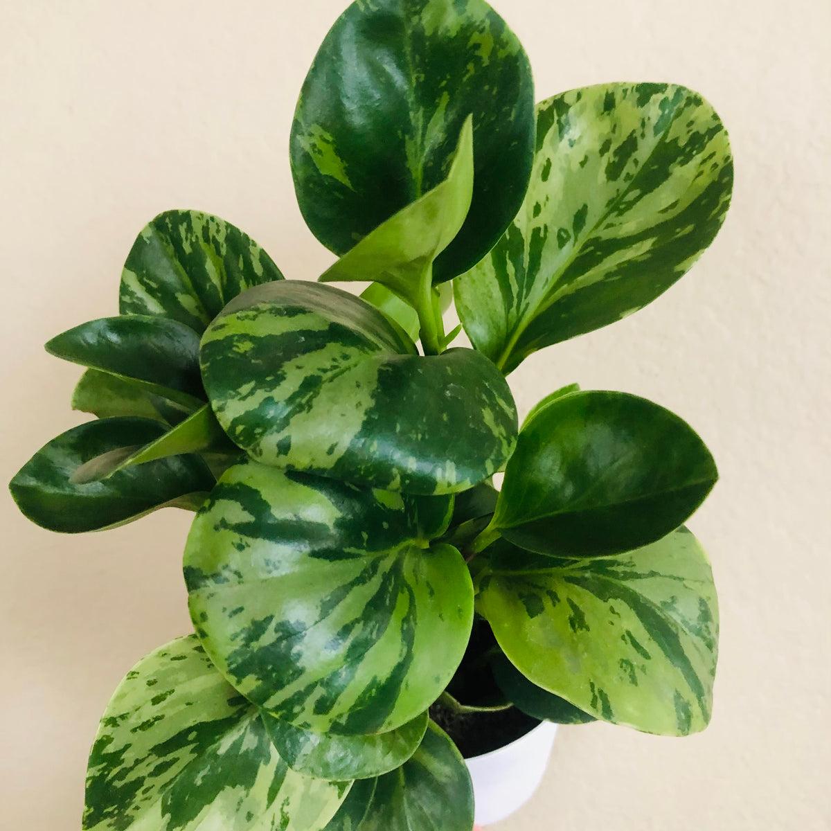 Fc3 Peperomia Marble - View 25 from www redcrocus com