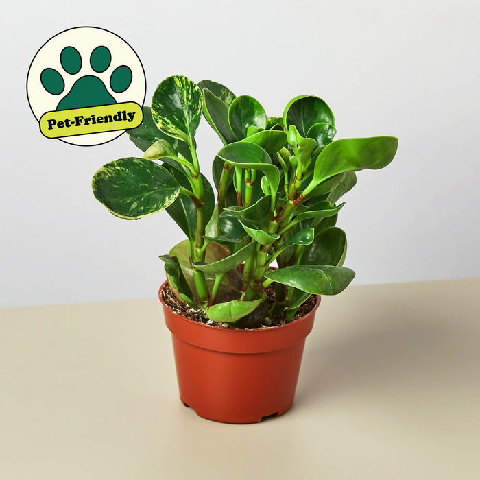 Fc3 Peperomia Marble - View 26 from www redcrocus com