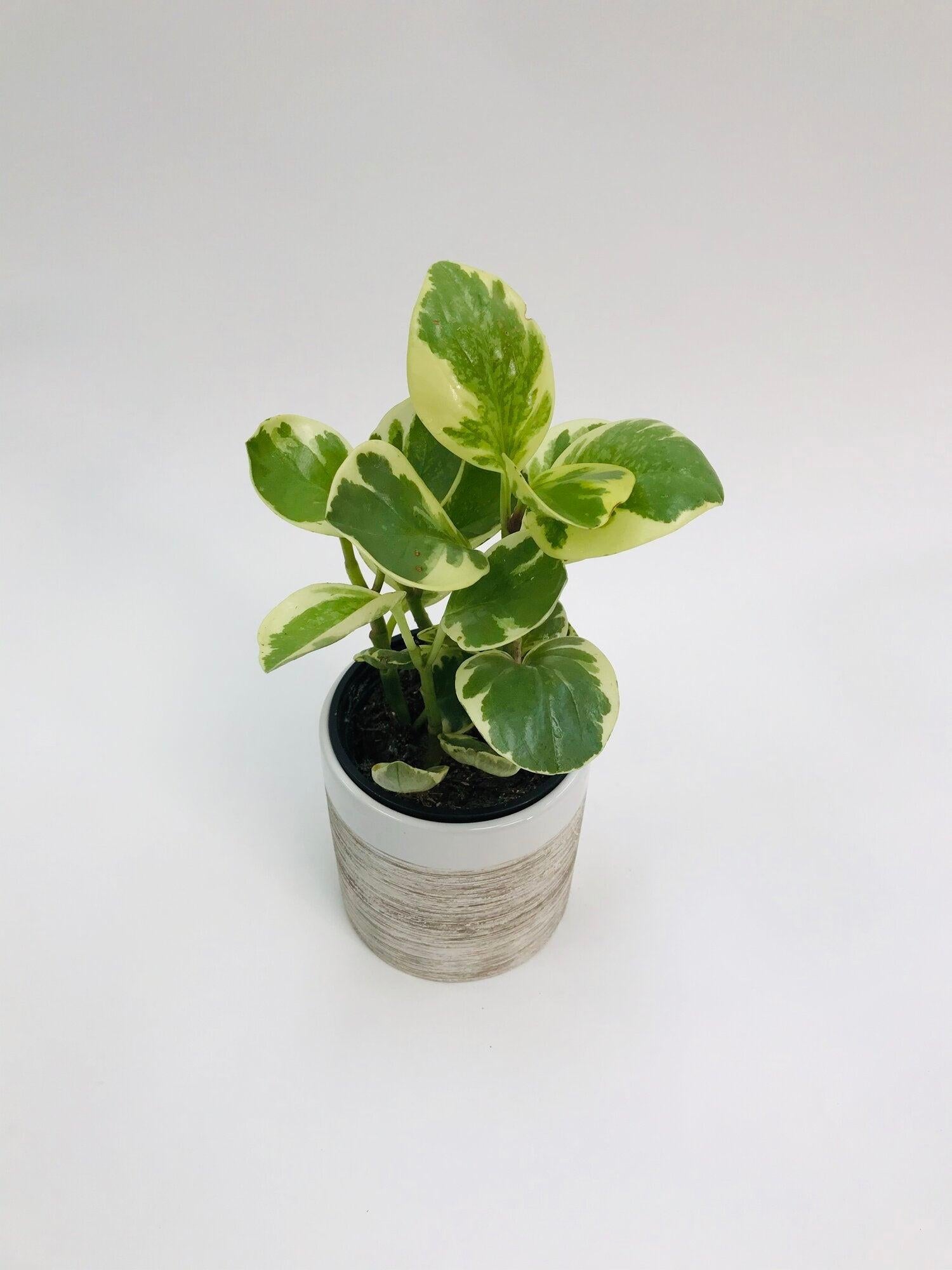 Fc3 Peperomia Marble - View 28 from www redcrocus com