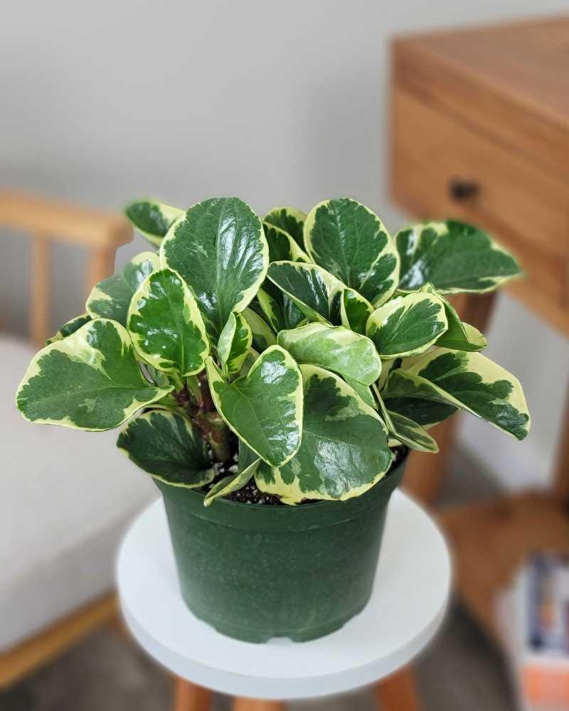 Fc3 Peperomia Marble - View 31 from www redcrocus com