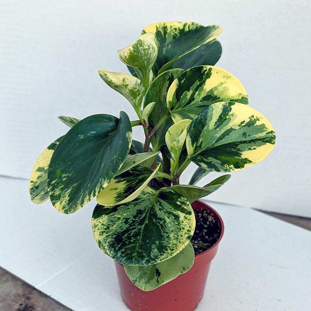 Fc3 Peperomia Marble - View 32 from www redcrocus com