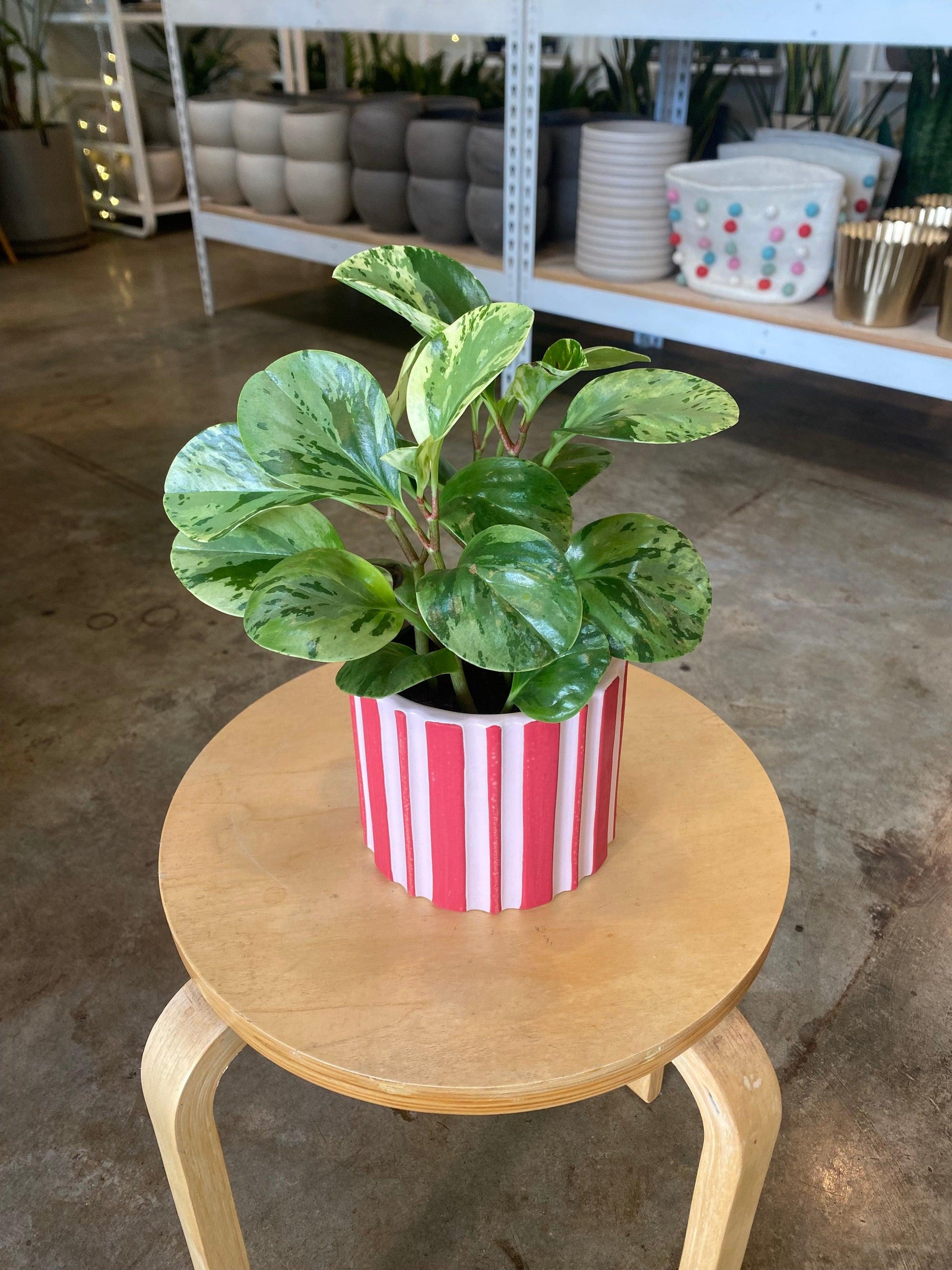 Fc3 Peperomia Marble - View 33 from www redcrocus com