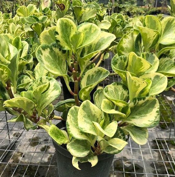 Fc3 Peperomia Marble - View 34 from www redcrocus com