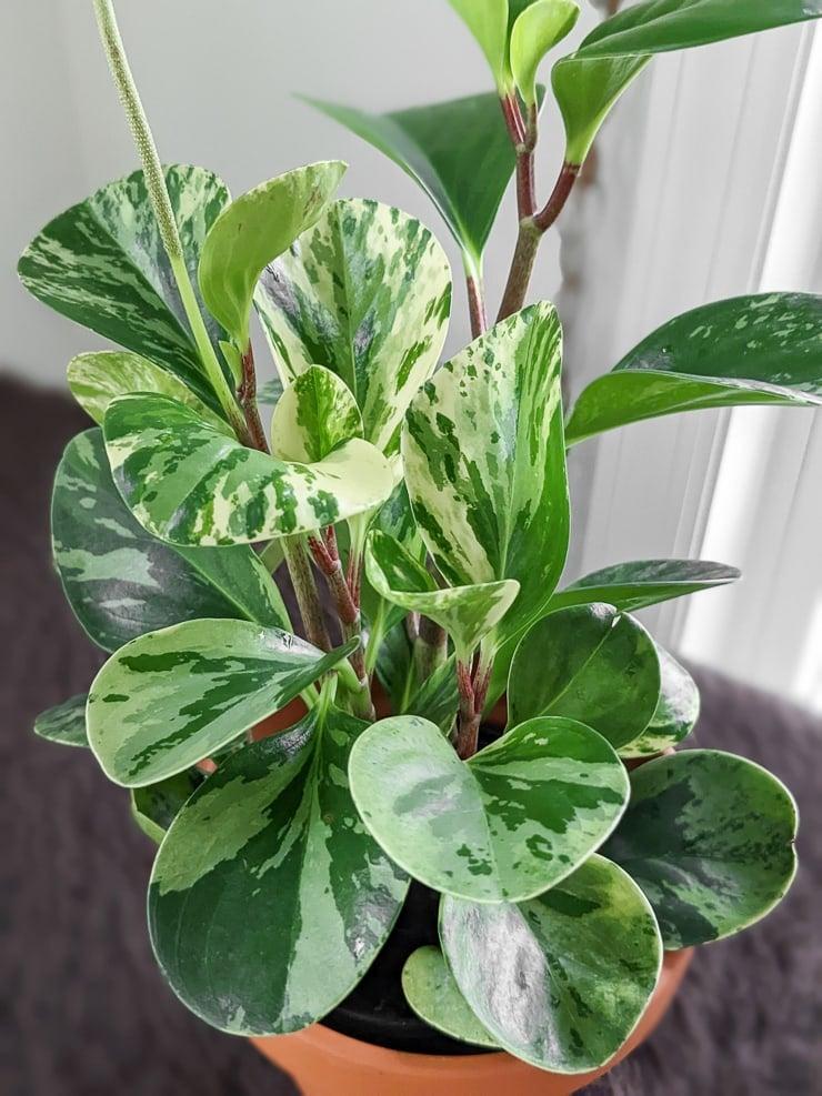 Fc3 Peperomia Marble - View 35 from www redcrocus com