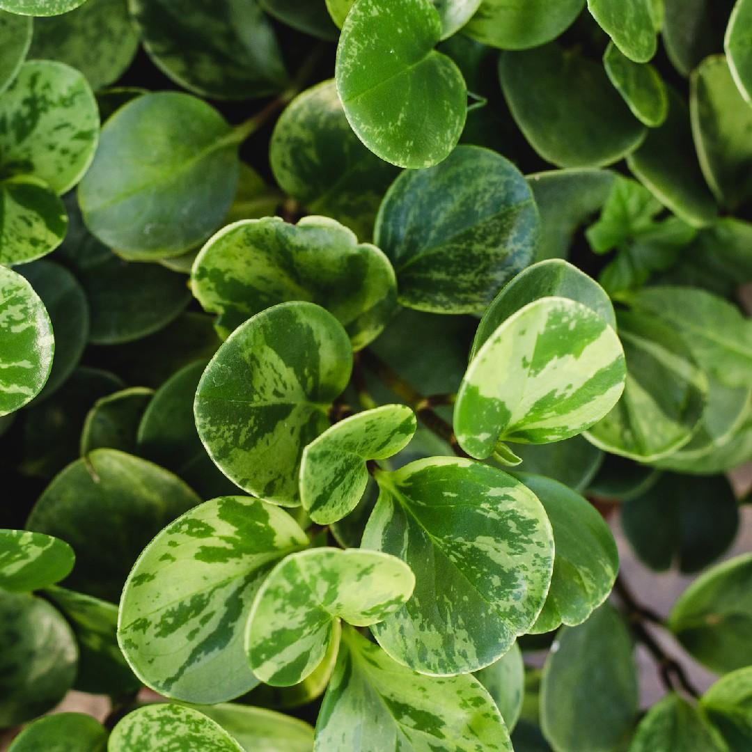 Fc3 Peperomia Marble - View 5 from www redcrocus com