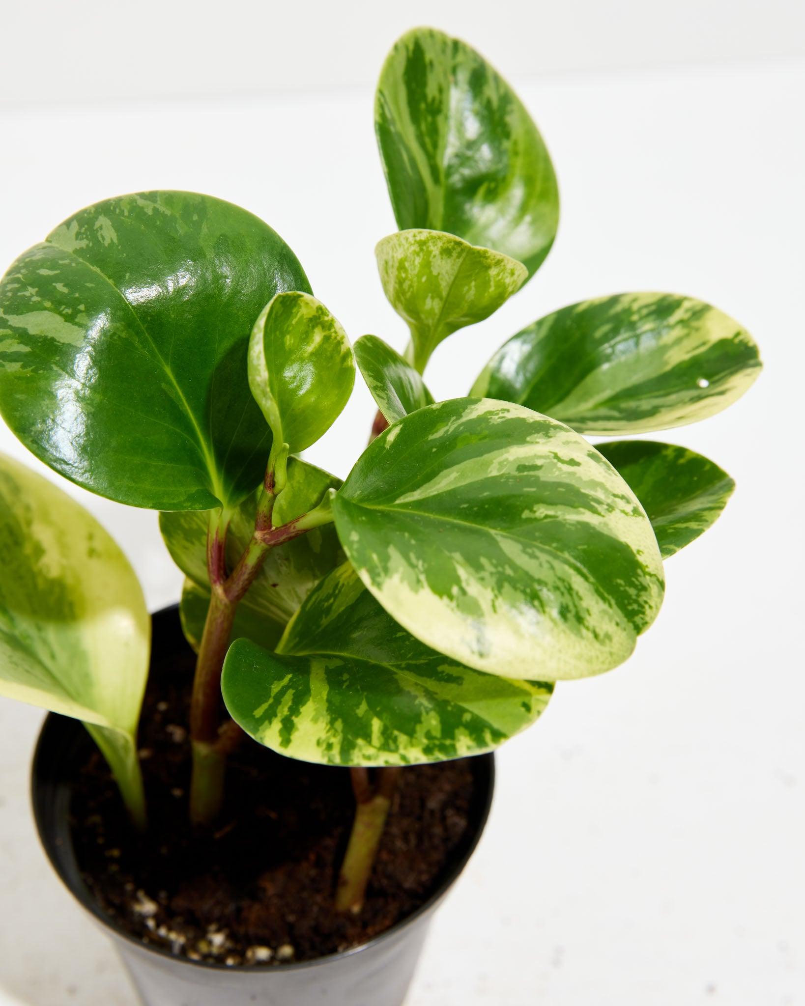 Fc3 Peperomia Marble - View 6 from www redcrocus com