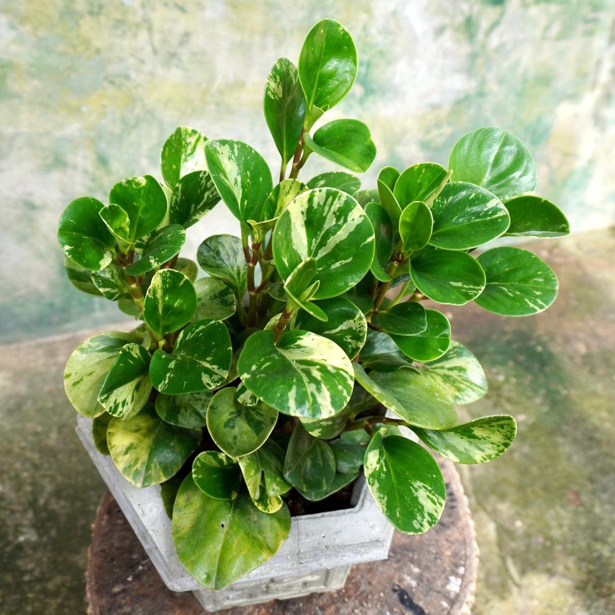 Fc3 Peperomia Marble - View 7 from www redcrocus com