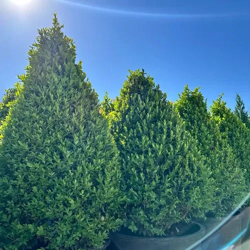 Buxus Green Mountain Topiary Standard Topiary - View 14 from www redcrocus com