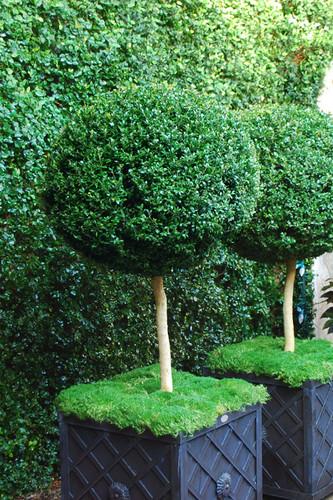 Buxus Green Mountain Topiary Standard Topiary - View 1 from www redcrocus com