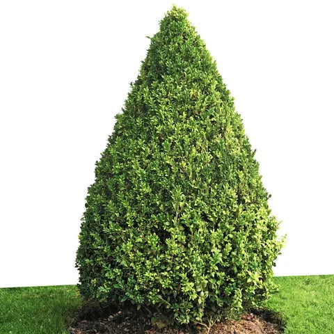Buxus Green Mountain Topiary Standard Topiary - View 34 from www redcrocus com