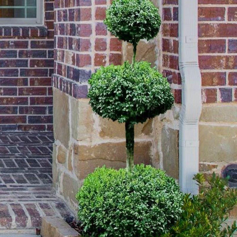Buxus Green Mountain Topiary Standard Topiary - View 8 from www redcrocus com