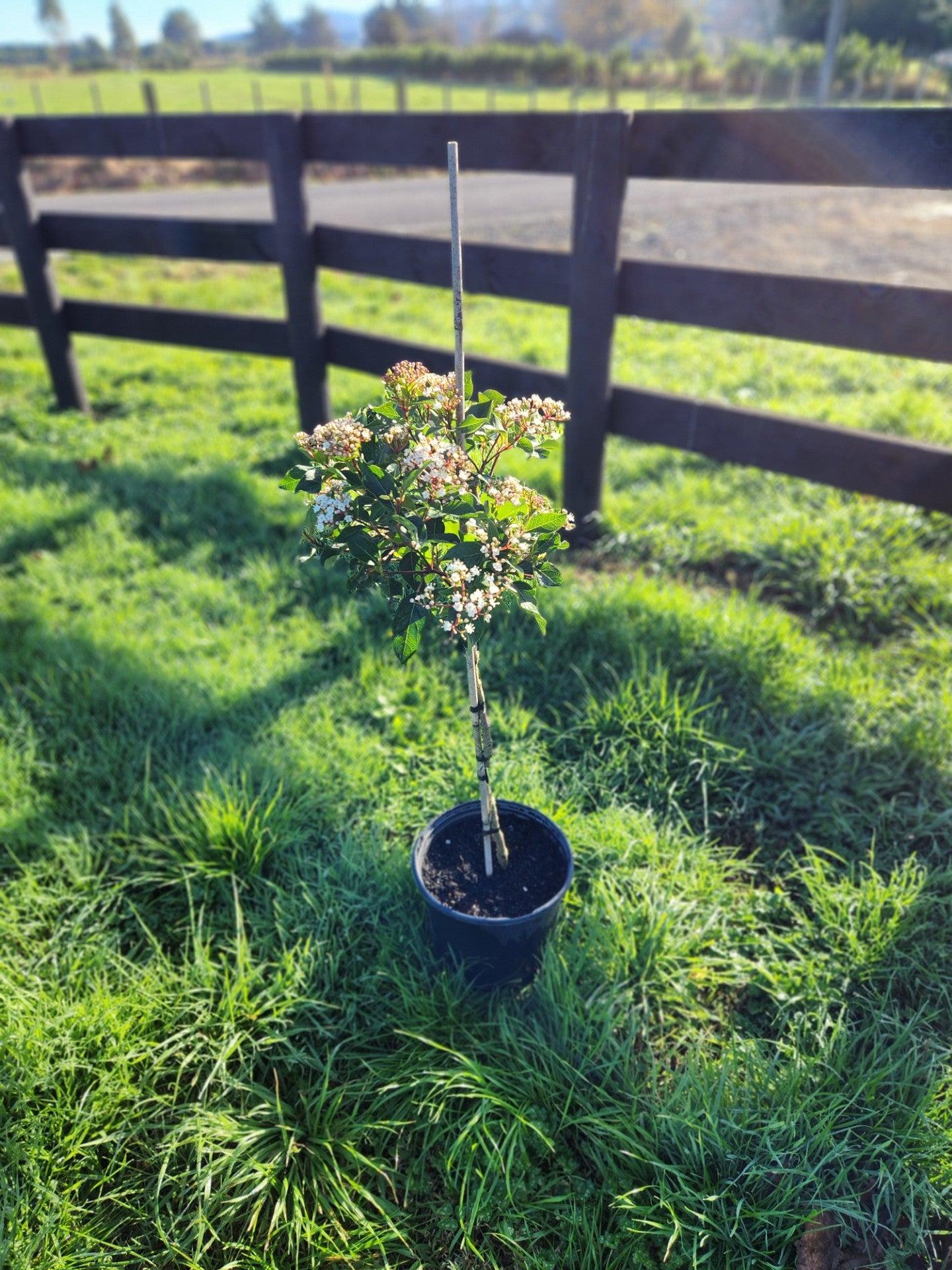 Standard Topiary - View 26 from www redcrocus com