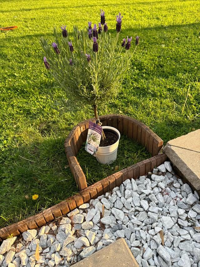 Standard Topiary - View 33 from www redcrocus com