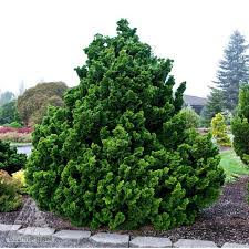RedCrocus Chamaecyparis obtusa 'Kosteri Fast Form' Hinoki Cypress - Narrow Columnar Evergreen Live Plant, Dense Fan Foliage, Low Maintenance for Small Spaces  6 Gallon Nursery Pot