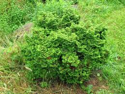 RedCrocus Chamaecyparis obtusa 'Kosteri Fast Form' Hinoki Cypress - Narrow Columnar Evergreen Live Plant, Dense Fan Foliage, Low Maintenance for Small Spaces  6 Gallon Nursery Pot