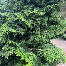 RedCrocus Chamaecyparis obtusa 'Kosteri Fast Form' Hinoki Cypress - Narrow Columnar Evergreen Live Plant, Dense Fan Foliage, Low Maintenance for Small Spaces  6 Gallon Nursery Pot
