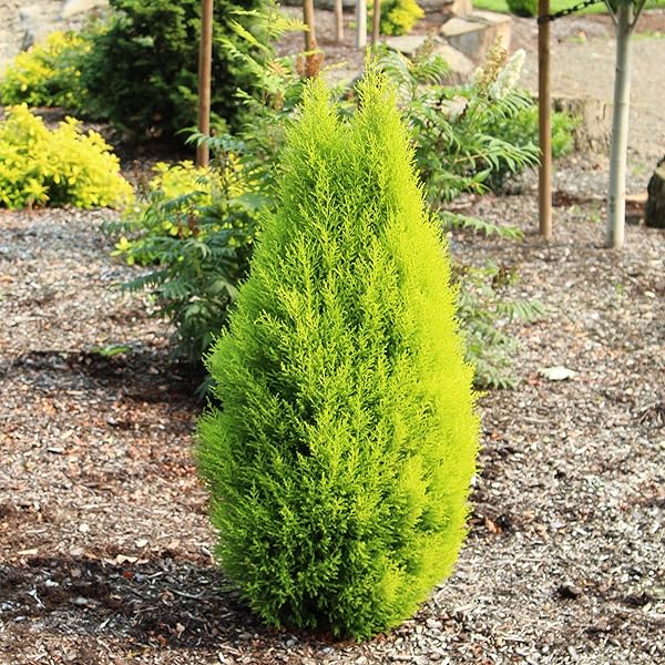 RedCrocus Cupressus 'Golden Pillar' Live Plant – Columnar Golden Cypress, Upright Evergreen for Full Sun, Coastal & Drought Tolerant, Low‑Maintenance Landscape Accent  10 Gallon Nursery Pot