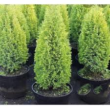 RedCrocus Cupressus 'Golden Pillar' Live Plant – Columnar Golden Cypress, Upright Evergreen for Full Sun, Coastal & Drought Tolerant, Low‑Maintenance Landscape Accent  10 Gallon Nursery Pot
