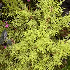 RedCrocus Cupressus 'Golden Pillar' Live Plant – Columnar Golden Cypress, Upright Evergreen for Full Sun, Coastal & Drought Tolerant, Low‑Maintenance Landscape Accent  10 Gallon Nursery Pot