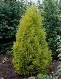 RedCrocus Cupressus 'Golden Pillar' Live Plant – Columnar Golden Cypress, Upright Evergreen for Full Sun, Coastal & Drought Tolerant, Low‑Maintenance Landscape Accent  10 Gallon Nursery Pot